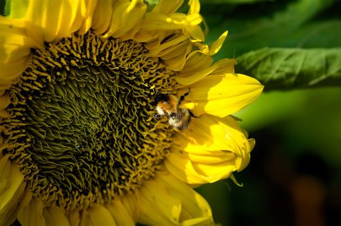 Sunflower Bee