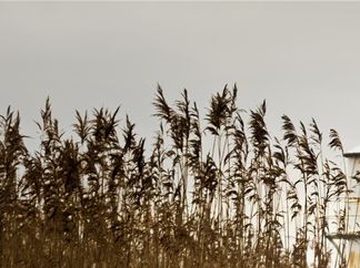 Wetland Walkway