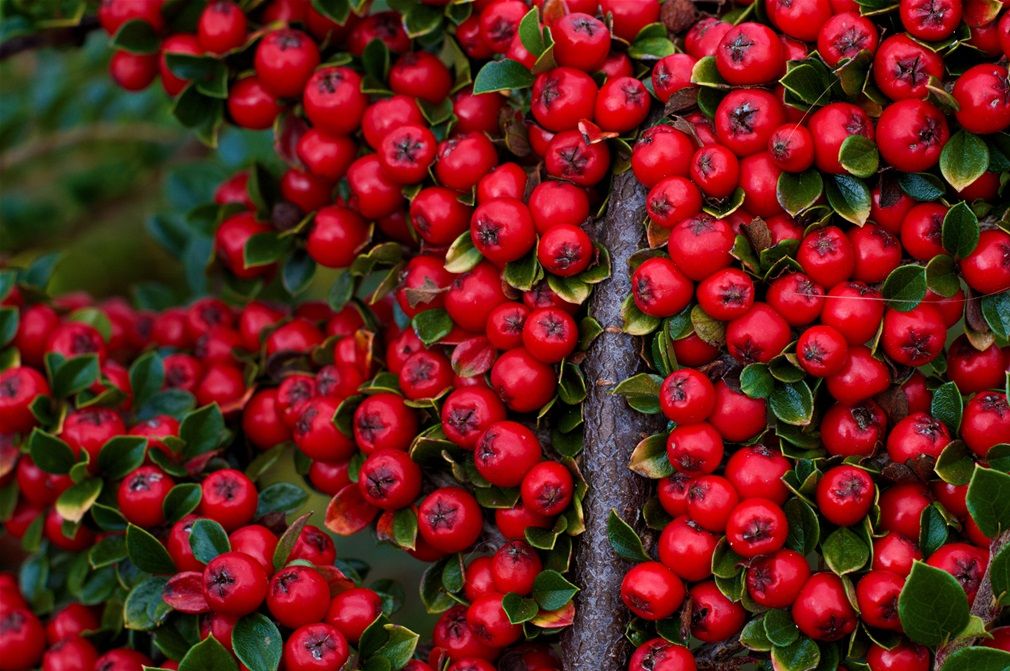 Cotoneaster 