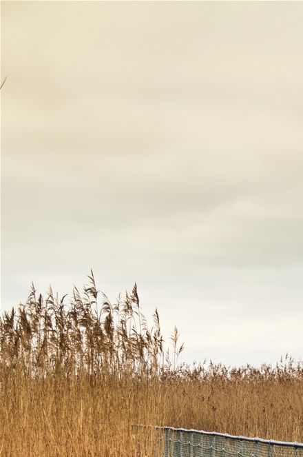 Newport Wetland Walkway