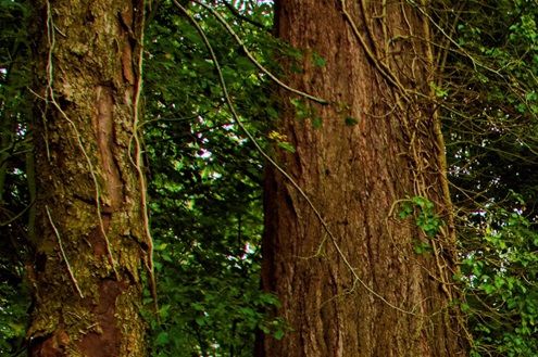 Woodland Walk (Tredegar House Newport S Wales)