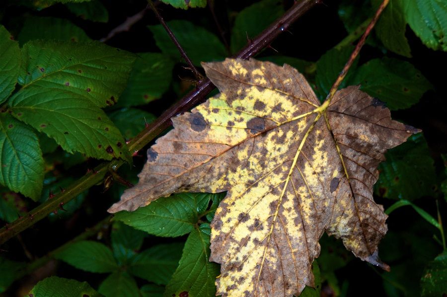 Autumn Fall