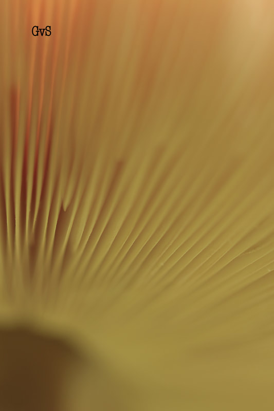 paddestoel_1_orig