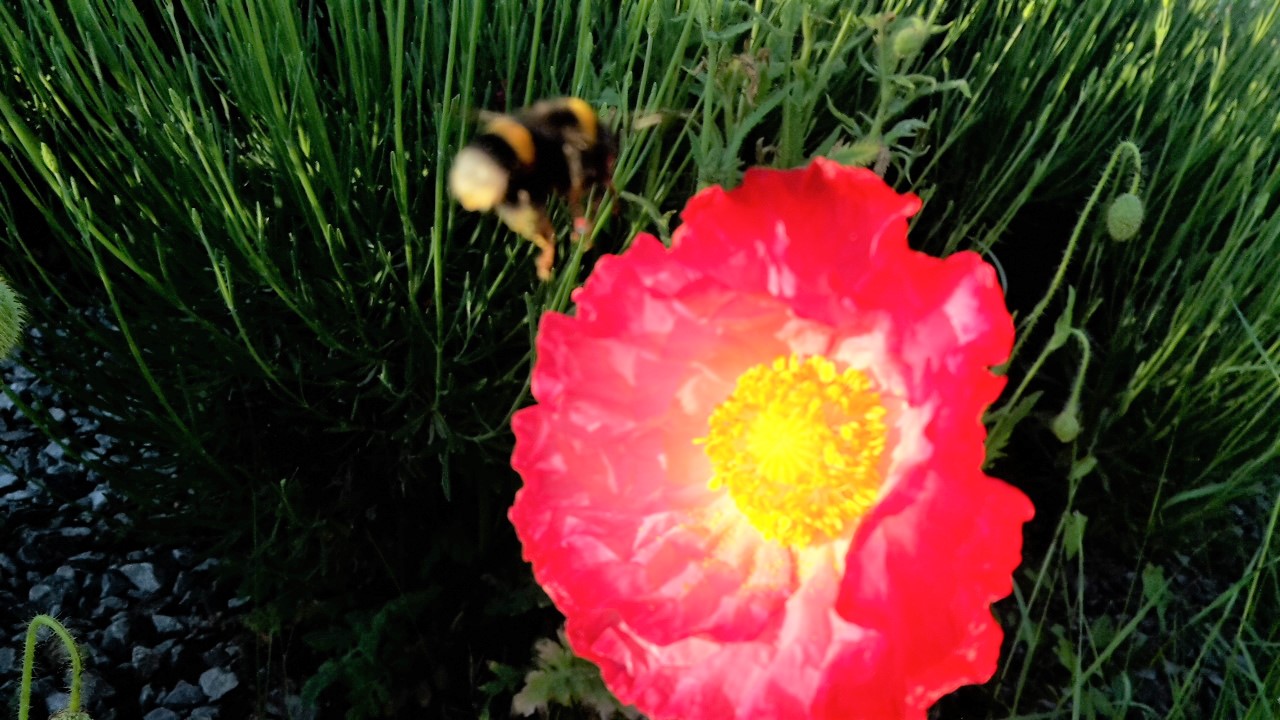 Gartenhummel im Anflug auf Klatschmohn-2
