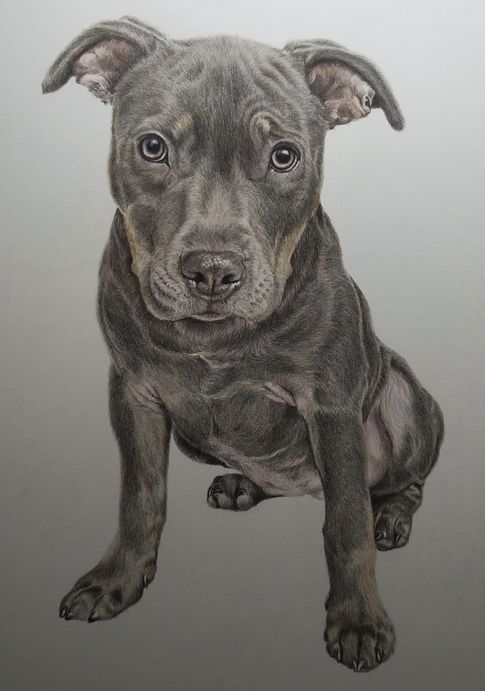 Willow