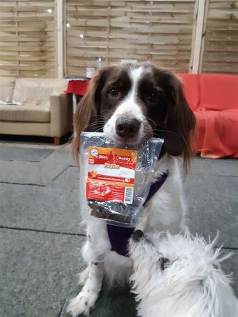 TOPhondjes Frya en Phoebe maken hier volkomen duidelijk wat de enige motivatie is voor honden om te leren: de juiste beloning!