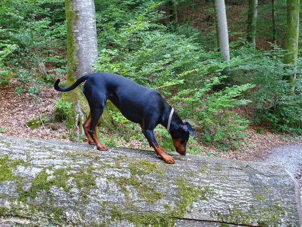 Sihlwald