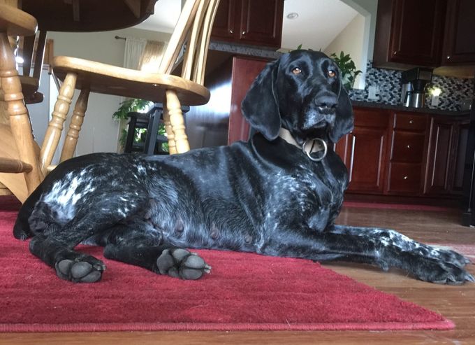 Beatrix at about 42 days with pups