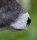 Kalvemule profil