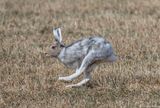 hare 2