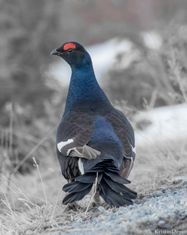 orrfugl
