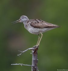 Gluttsnipe