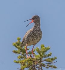rødstilk