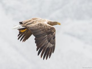 havørn