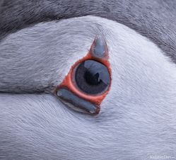 lundefugl 