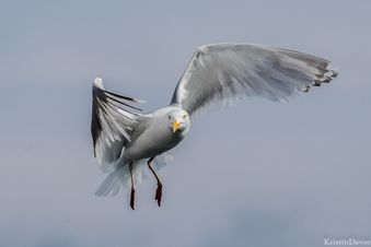 måke 
