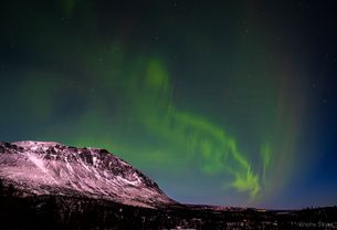 Nordlys, Skogshorn