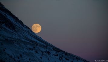 Trillende måne, Skogshorn
