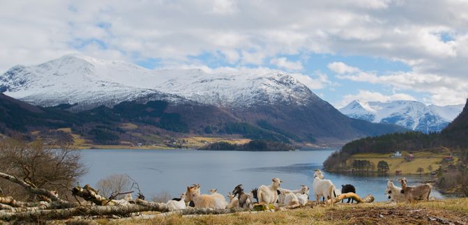 Rødven