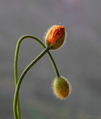 Valmue knopper