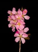 kirsebærblomster