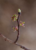 Blomstrende alm