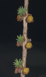 17 blomster lerk
