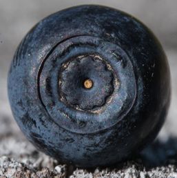 8 makro  blåbær (1 of 1)