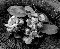 Epleblomst