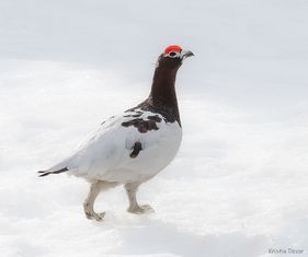 Lirypestegg 
