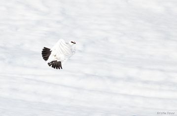 Fjellrype i farta