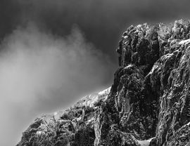 Skogshorn, detalje.