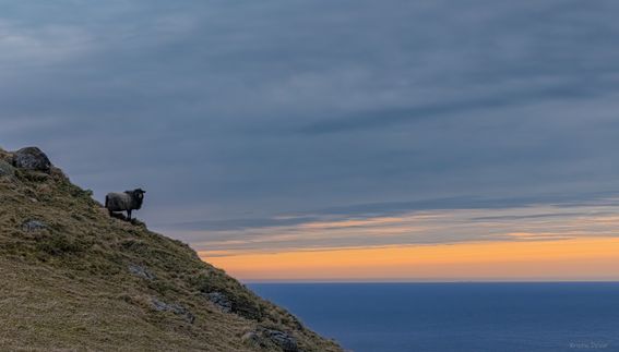 Sau i solnedgang, Runde