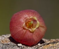 blåbærblomst