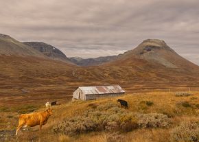 Smådalen, Hestebotten