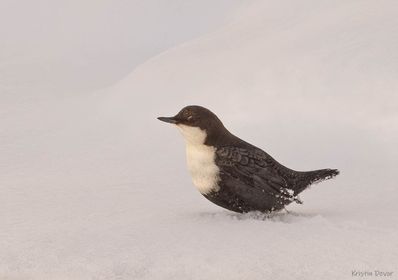fossekall i snø