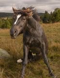 Hest reiser seg
