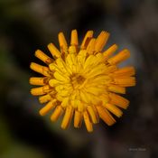 29. juli Søre Ershovdtjern blomstertur sveve-1