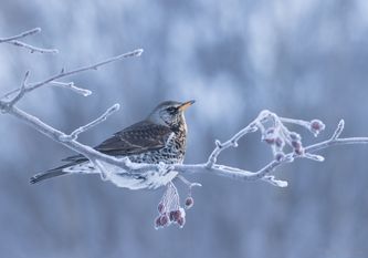 Gråtrost vinter