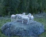 Lammesamling på steinen