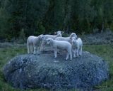 Samling på steinen