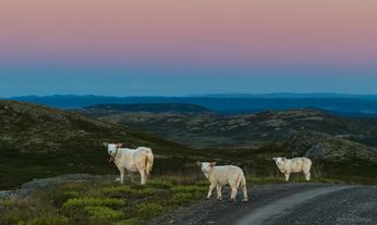 Sauer i solnedgang