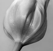 Tulipan