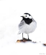 Linerle i snø
