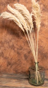 Pampas