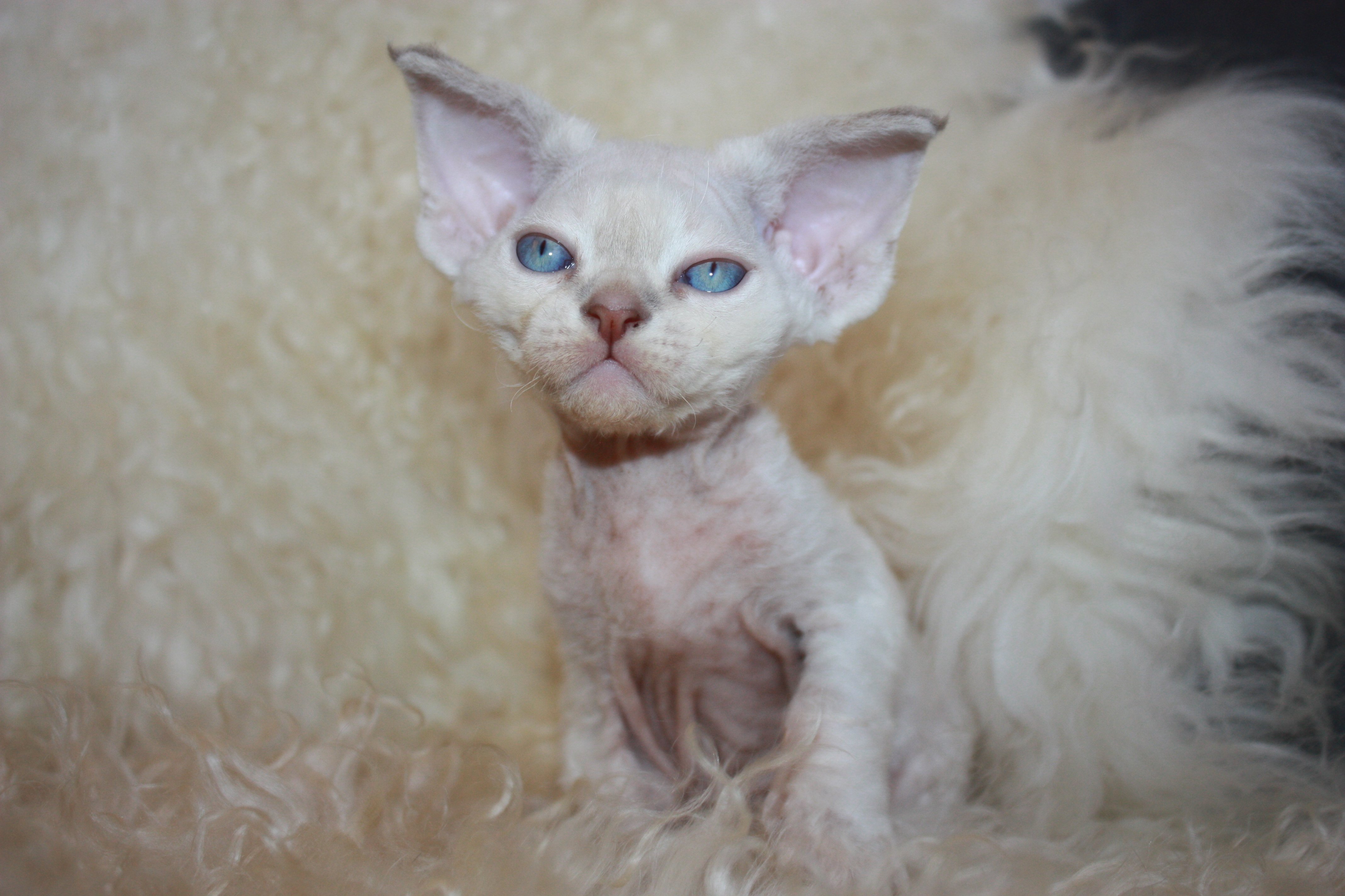 (N) Diamond Heart´s Devon Rex