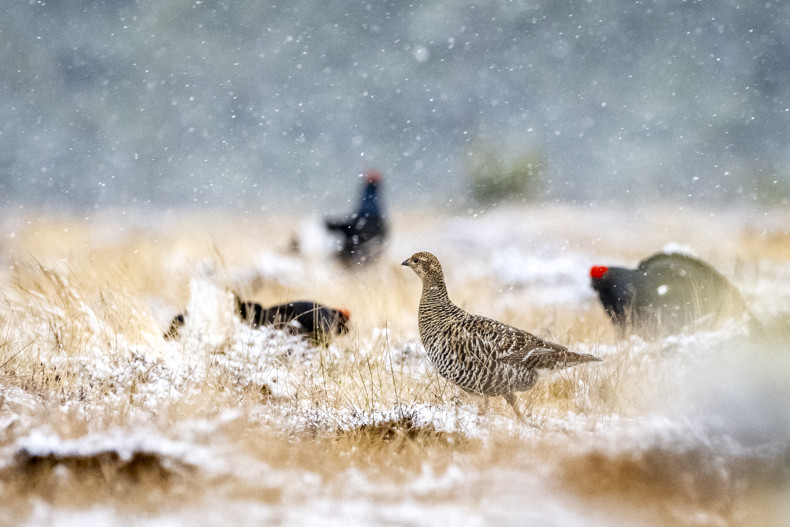 Black Grouse 2