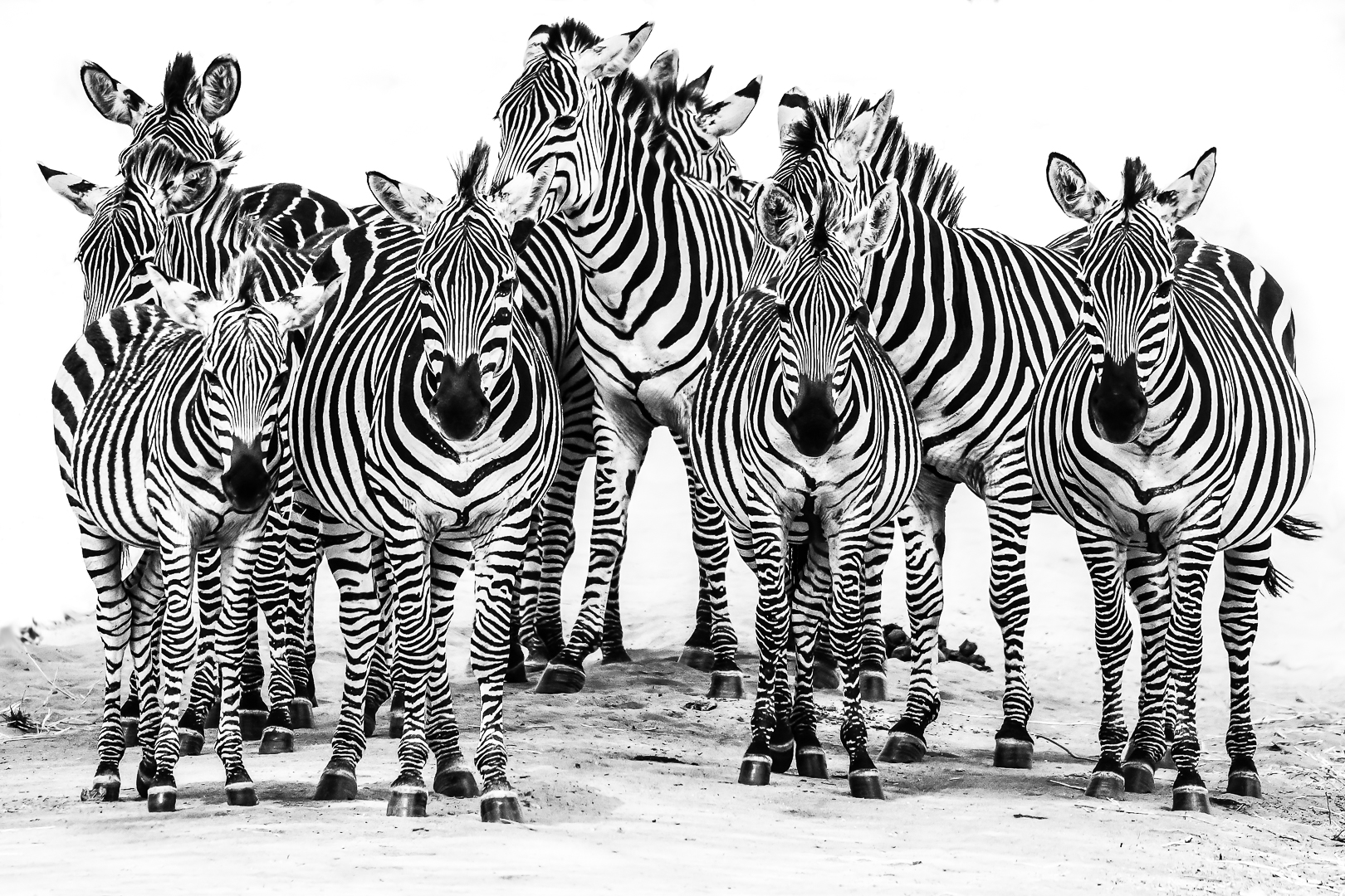 zebra drinking-3
