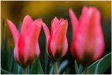 Floralia Brussels