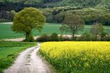 Yellow field